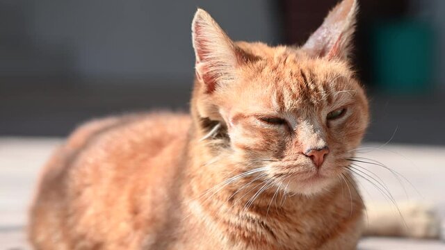 Red cat with injury on right side of head