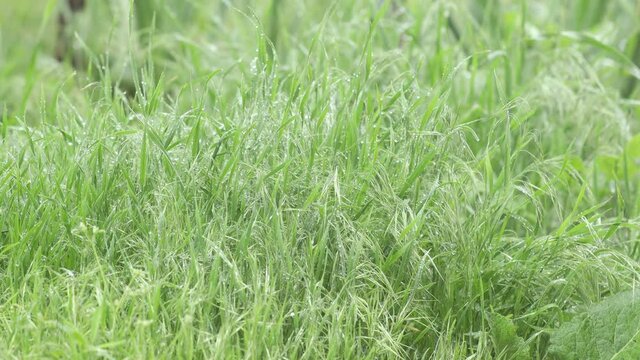 Fresh green grass with dew drops clips, dew drops on green grass footage, rain drops on green grass video, dew drop on green grass movie