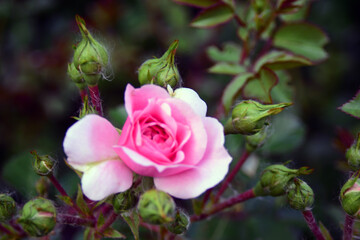 Pink rose in garden