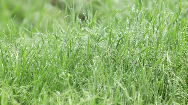 Vernal rain on green grass. Blurred grass background with water drops closeup. Nature. Environment concept. Green lawn in overcast rainy weather.