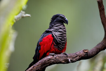 Pesquet's parrot, Psittrichas fulgidus, red and black, vulturine parrot, endemic to montane rainforest in New Guinea. Vulnerable, threatened Species. © Martin Mecnarowski