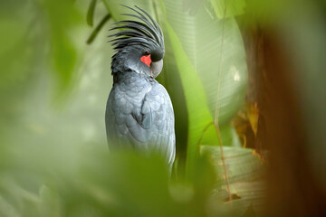 Palm cockatoo, Probosciger aterrimus, large smoky-grey parrot with erected large crest, native to rainforests of New Guinea. Close up portrait of cockatoo, sitting among  blurred green leaves. © Martin Mecnarowski