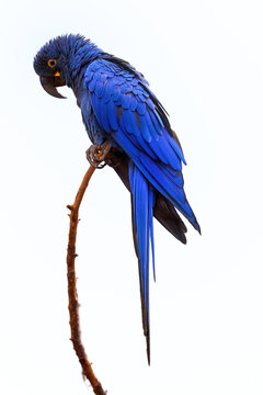 Isolated on white background, vertical view of large blue parrot, Hyacinth macaw, Anodorhynchus hyacinthinus, perched on twig. Vulnerable, threatened Species.