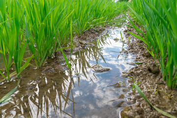 Young green rye sprouts on a Sunny day after rain. Agricultures.