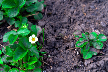 Blooming strawberries plants. Strawberry bush . White strawberry flowers. Strawberries in the garden. Close-Up. Selective focus. Spring