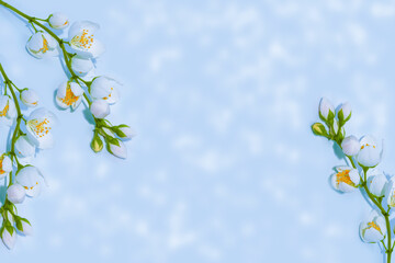 branch of jasmine flowers isolated on blue background.