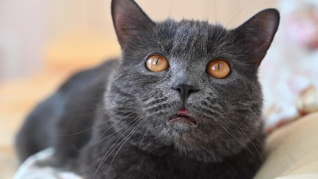 Sleepy dark british cat with orange eyes looking towards camera 