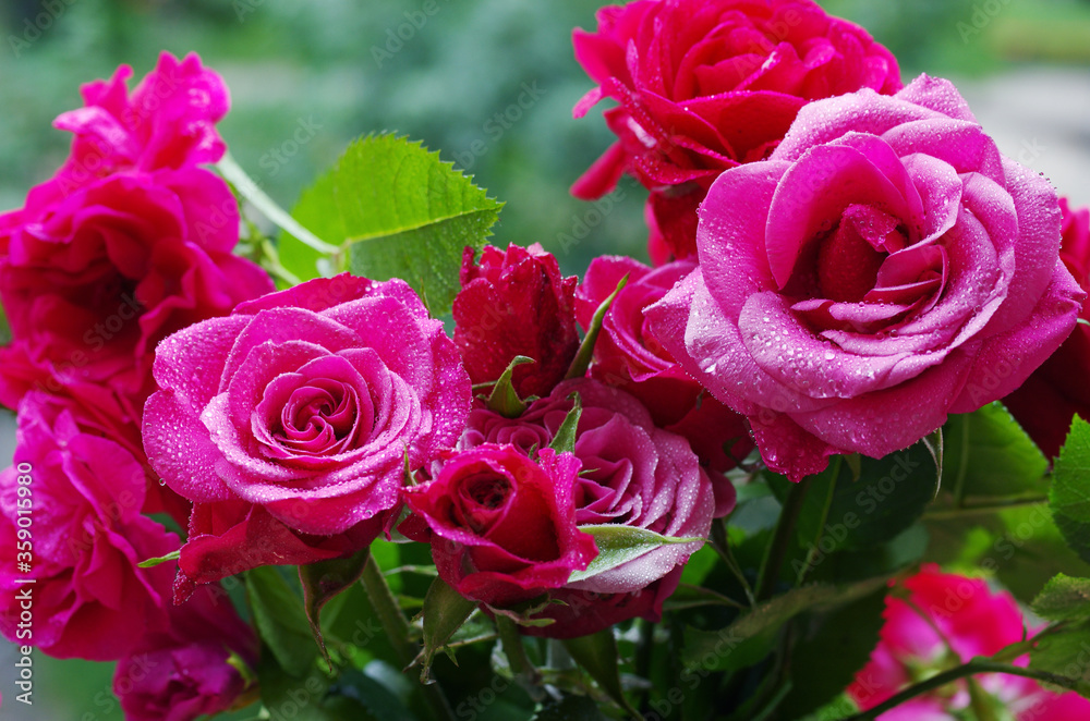 Canvas Prints Bouquet of burgundy roses in drops of dew. Close-up.