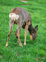 roe deer, standing on green grass © rparys