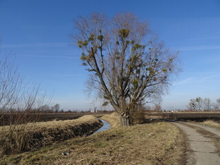 Drzewo wierzba na tle błękitnego nieba © TK_Office