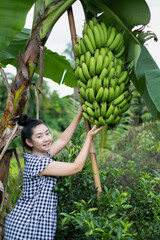 Young gardener Asian woman smiling and holding golden Banana ( Gros Michel ) in the garden