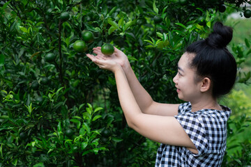 Young gardener Asian woman smiling and picking Thai honey tangerine oranges in the garden, Happiness and healthy lifestyle concept
