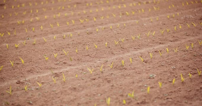 Agriculture - Young Corn Growing at Agricultural Field