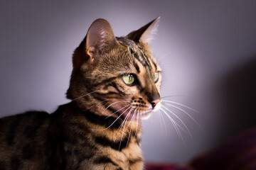 Portrait einer Bengal Katze