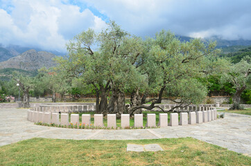 Fototapeta na wymiar The oldest olive tree in Montenegro in the Mitrovica district, Bar city. Age more than 2000 years