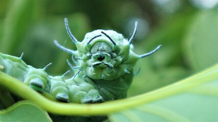 Atlas at moth (Attacus atlas) Is a large saturniid moth found in the tropical and subtropical...