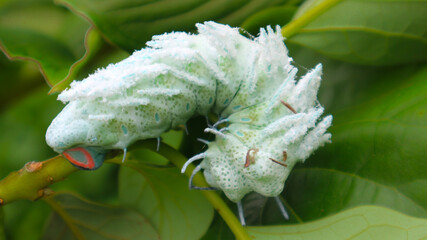 Atlas at moth (Attacus atlas) Is a large saturniid moth found in the tropical and subtropical...