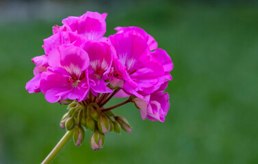 Obraz premium Closeup of a Bunch of Dark Pink Geranium Blooming in a Garden 