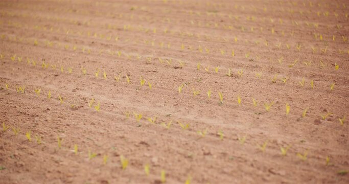 Agriculture - Young Corn Growing at Agricultural Field
