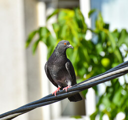 Pigeon on power cable