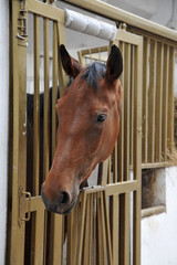 Portrait of  horse in stall box.