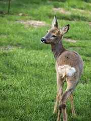 roe deer, standing on green grass © rparys