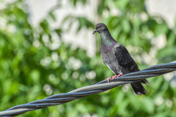 Pigeon on power cable