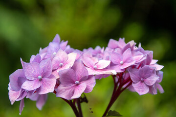 Obraz premium Close up of a beautiful flower in a park in Germany