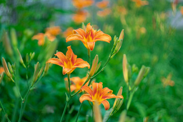 Orange lilies on a natural background