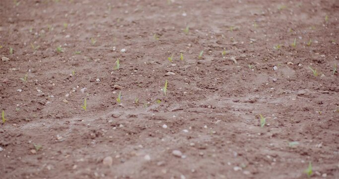 Agriculture - Young Corn Growing at Agricultural Field