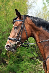 Obraz premium Portrait of a purebred horse on field. Closeup of horse on natural background outdoors rural scene