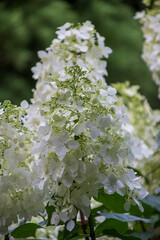 Close up of a beautiful flower in a park in Germany