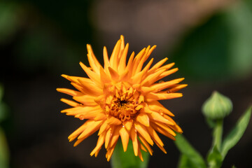 Close up of a beautiful flower in a park in Germany