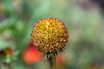Close up of a beautiful flower in a park in Germany
