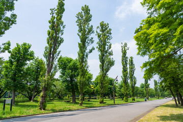 緑豊かな水元公園