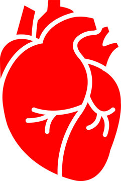 Real human heart organ icon