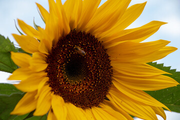 Obraz premium Close up of a beautiful flower in a park in Germany