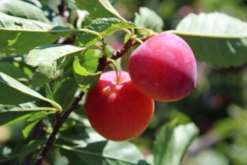 immature Common plum(Prunus domestica) fruit on plum tree