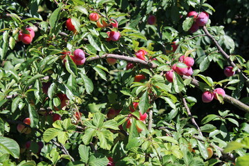 immature Common plum(Prunus domestica) fruit on plum tree