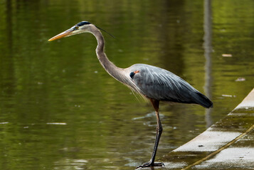 Great Blue Heron