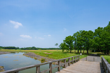 緑豊かな水元公園