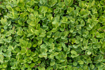 Obraz premium Green Boxwood for Background.