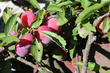immature Common plum(Prunus domestica) fruit on plum tree