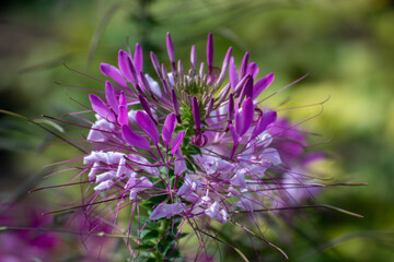 Close up of a beautiful flower in a park in Germany