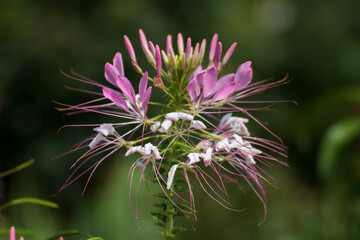 Close up of a beautiful flower in a park in Germany