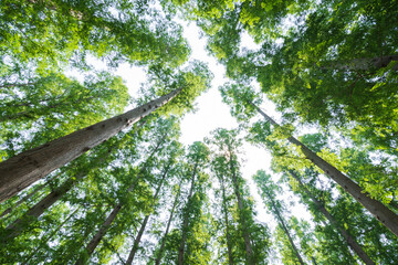 緑豊かな水元公園