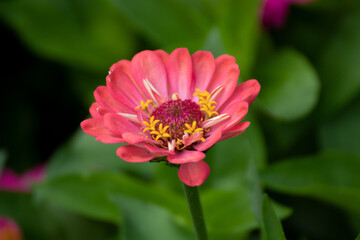 Close up of a beautiful flower in a park in Germany