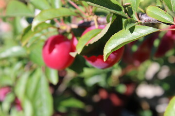 immature Common plum(Prunus domestica) fruit on plum tree