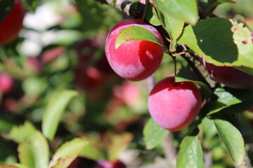 immature Common plum(Prunus domestica) fruit on plum tree