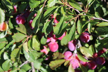 immature Common plum(Prunus domestica) fruit on plum tree